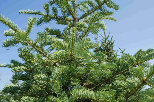 Balsam Fir Seeds 250mg | Abies balsamea | Lake State Balsam Fir, Evergreen Conifer, Fragrant Needle Tree, Hardy, Wildlife-Friendly