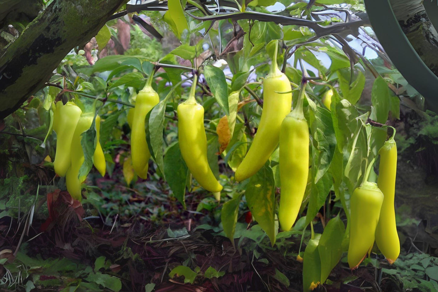 Sweet Banana Pepper Seeds: Capsicum Annuum, Heirloom Variety (30 Seeds)