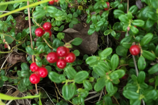 4 Live Lingonberry Plants, Vaccinium vitis-idaea, Bare Root Rhizomes, Hardy Edible Ground Cover