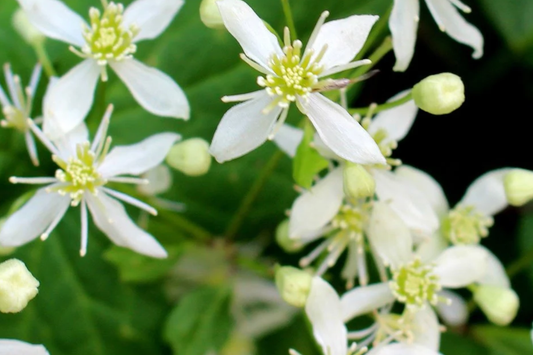 100mg Clematis virginiana Virgin's Bower Seeds - Fragrant Climbing Flowering Vine