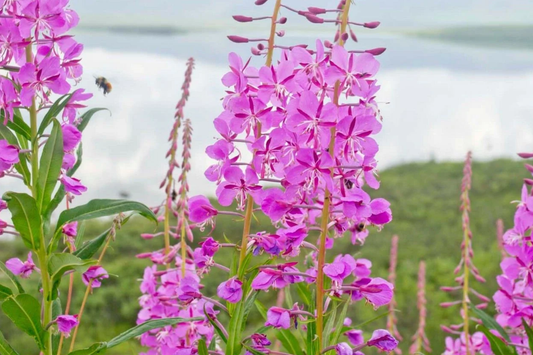 30mg Fireweed Seeds | Chamaenerion angustifolium | Vibrant Wildflower for Gardens & Meadows