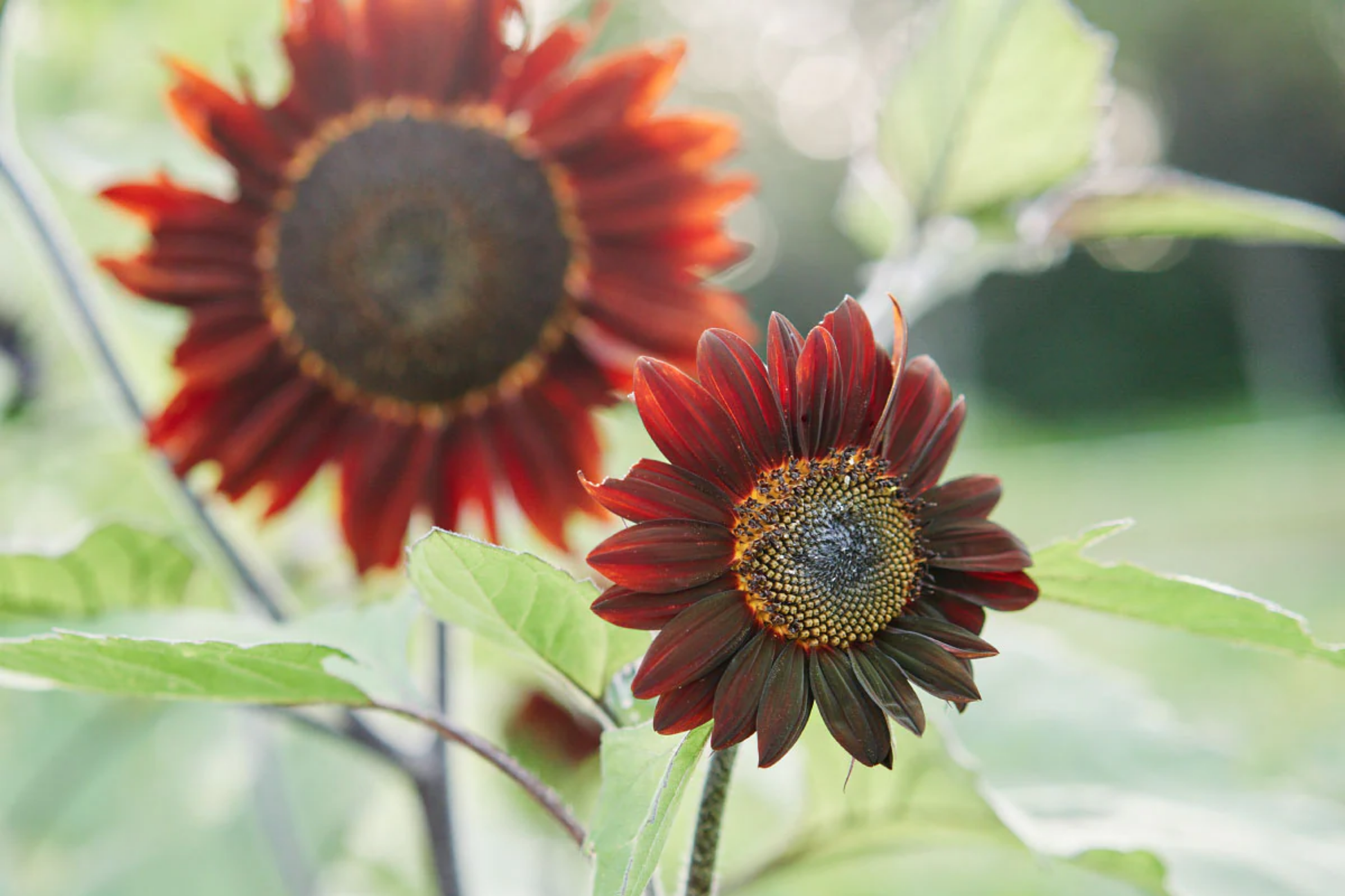 Chocolate Cherry Sunflower Seeds - 30+ Non-GMO Heirloom Garden Seeds - Helianthus annuus