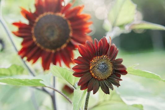 Chocolate Cherry Sunflower Seeds - 30+ Non-GMO Heirloom Garden Seeds - Helianthus annuus