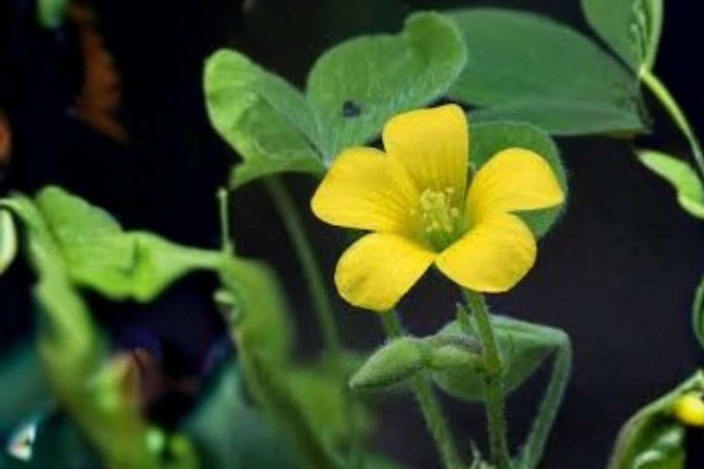 10 Yellow Wood Sorrel Seeds – Oxalis stricta – Lemon Clover Plant