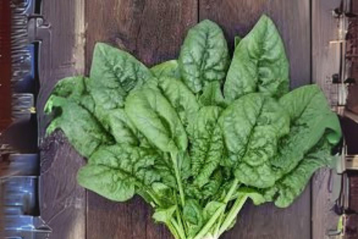 Bloomsdale Long Standing Spinach Seeds: Heirloom Leafy Green for Home Garden