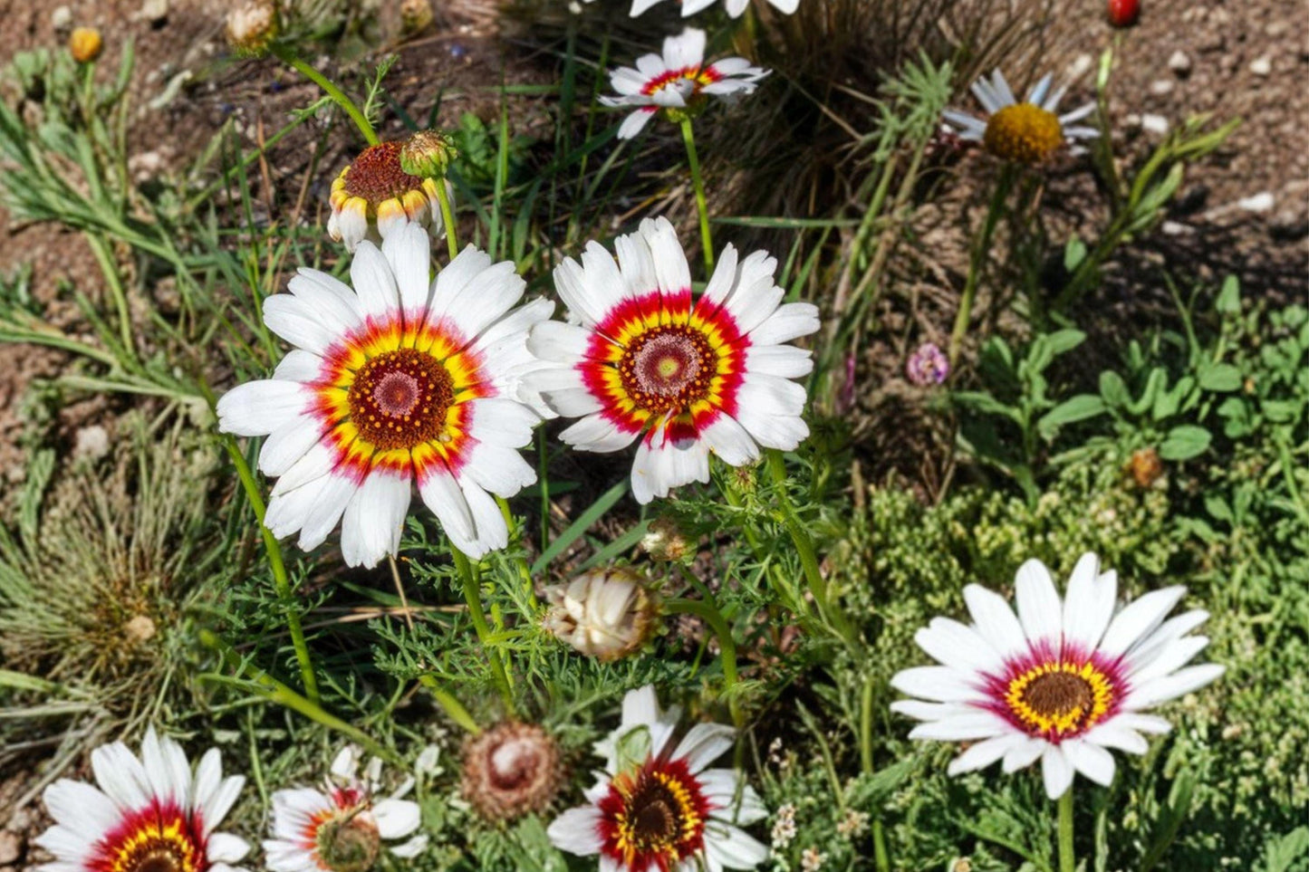 100 Painted Daisy Seeds – Glebionis carinata – Tricolor Daisy – Annual Flower – Cut Garden
