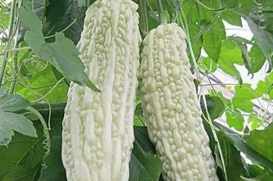 15pcs White Pearl Bitter Gourd Seeds - Rare White Bitter Melon for Garden - Non-GMO Vegetable Seeds for Planting