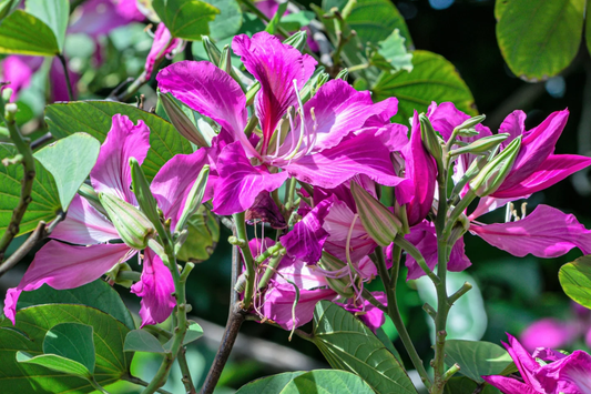 10 Bauhinia Purpurea Seeds | Purple Orchid Tree | Exotic Flowering Plant for Gardens
