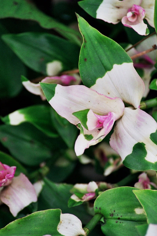 3 Tradescantia Blushing Bride Cuttings – Pink & White Variegated Unrooted Stems | Indoor Houseplant or Outdoor Container Vine