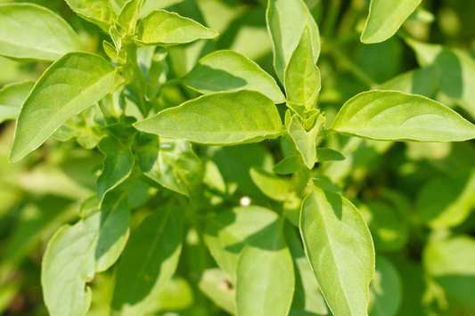 1000 Seeds Lime Basil (Ocimum basilicum) - Citrus-Scented Herb for Culinary & Garden Use