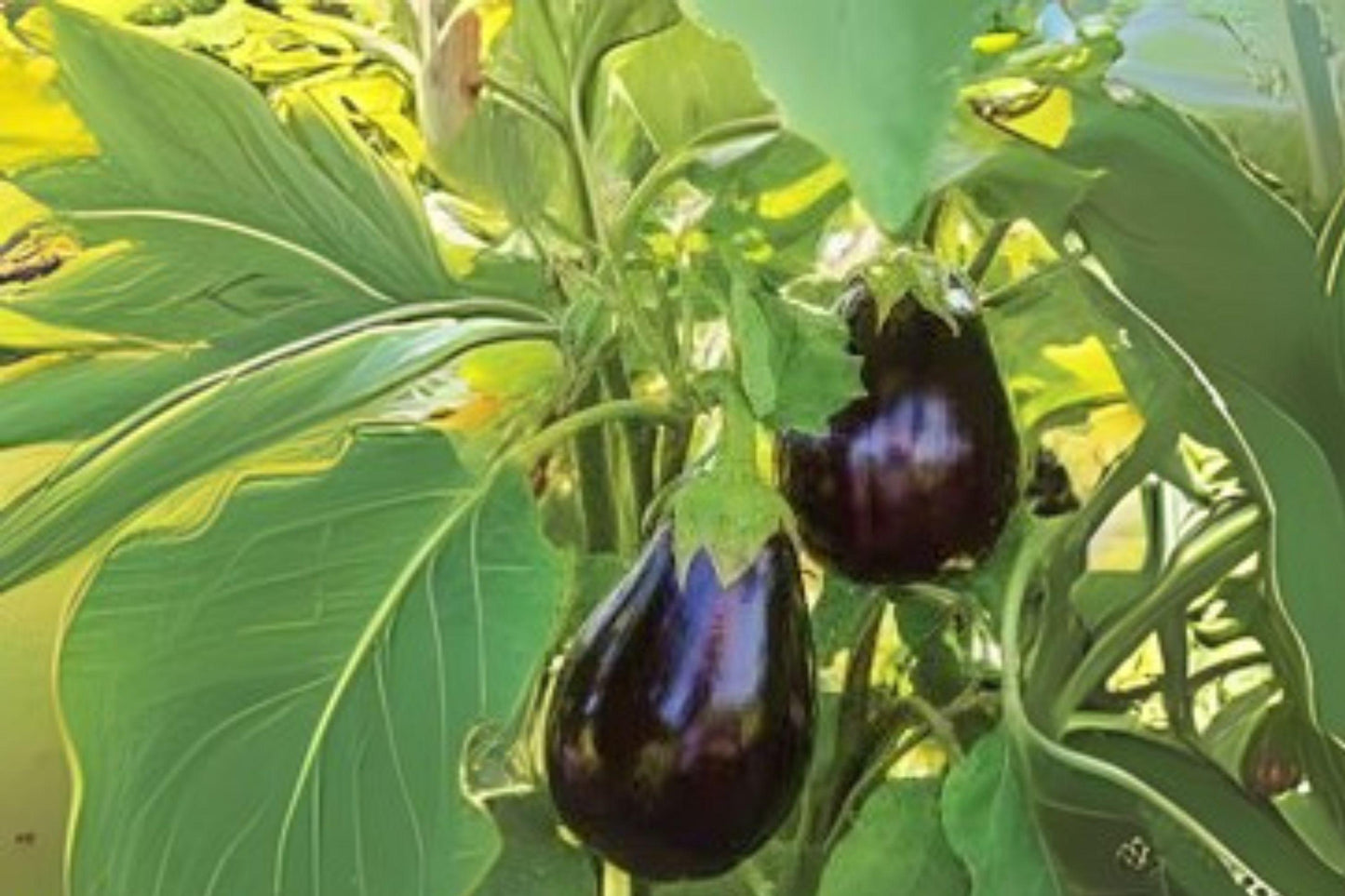 Black Beauty Eggplant Seeds: Heirloom Variety, Large Glossy Fruits (50 Seeds)