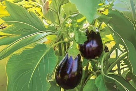 Black Beauty Eggplant Seeds: Heirloom Variety, Large Glossy Fruits (50 Seeds)