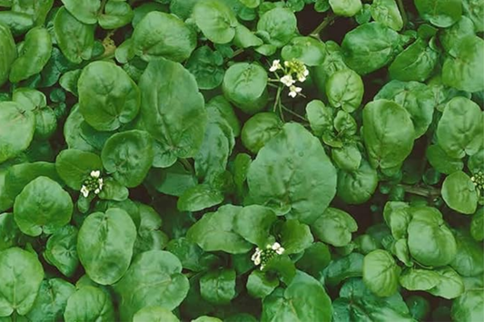 1000 Seeds Watercress Cress (Nasturtium officinale) - Nutrient-Packed Aquatic Green for Salads and Garnishes