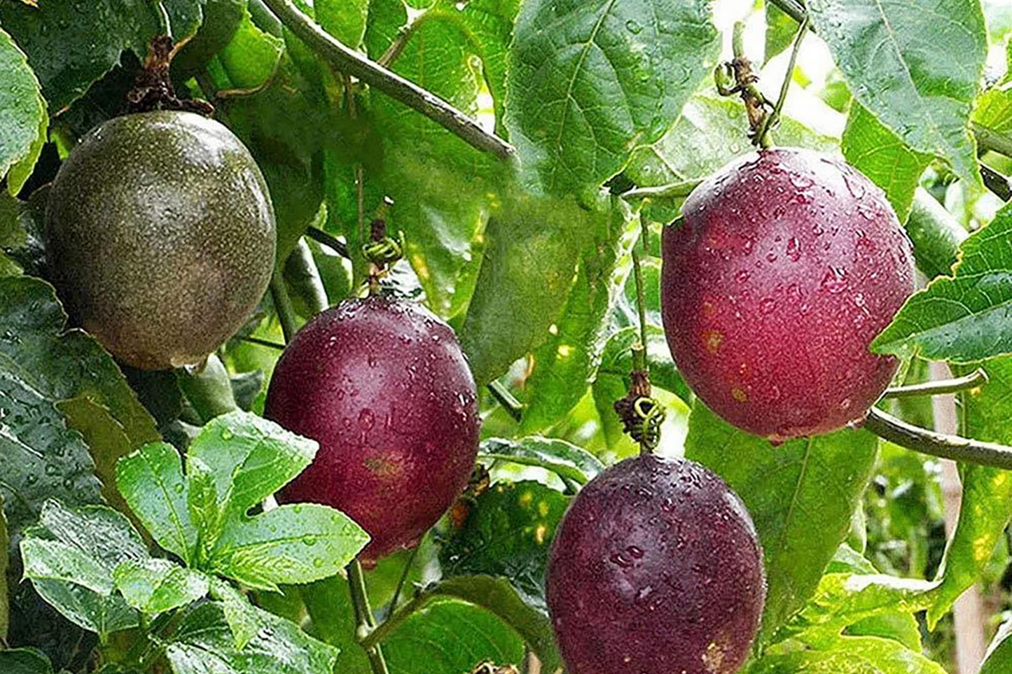 50pcs Passion Fruit Seeds - Grow Exotic Tropical Vine - Non-GMO Seeds for Planting Delicious Edible Garden Fruit