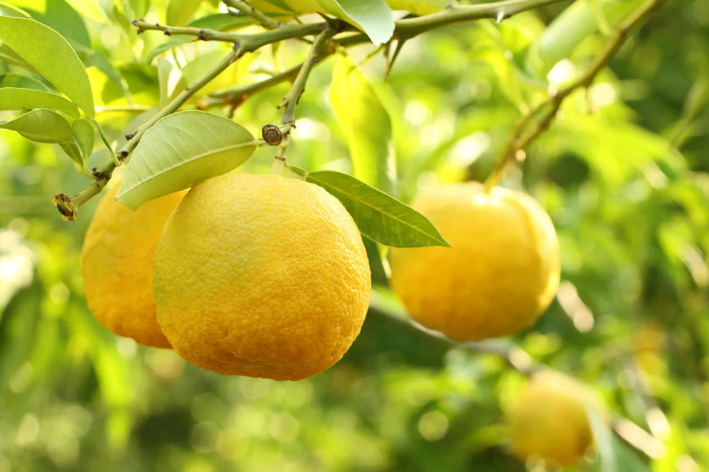 5+ Yuzu Lemon Seeds - Cold-Hardy, Fragrant Citrus for Garden & Patio