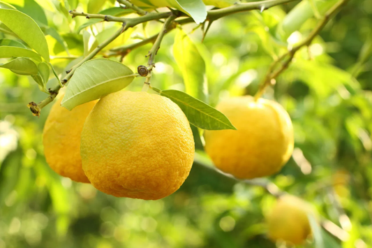 5+ Yuzu Lemon Seeds - Cold-Hardy, Fragrant Citrus for Garden & Patio