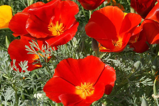 Red Chief California Poppy Seeds | Vibrant Red-Orange Blooms | Drought Tolerant | Attracts Pollinators | 65 Days |