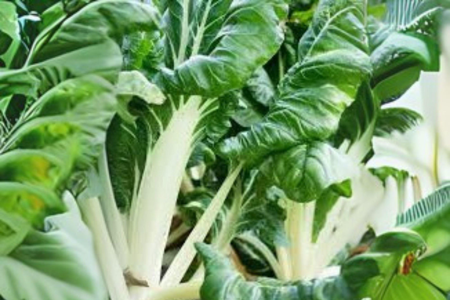 1g Seeds Swiss Chard Fordhook | Heirloom Garden Vegetable | Tender Greens & Colorful Stalks