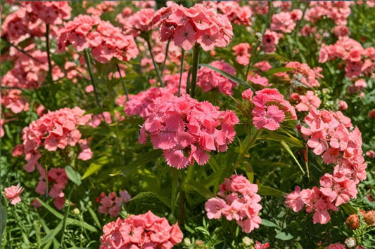 100 Sweet William Seeds – Dianthus barbatus – Cottage Garden Flower – Biennial Cut Flower