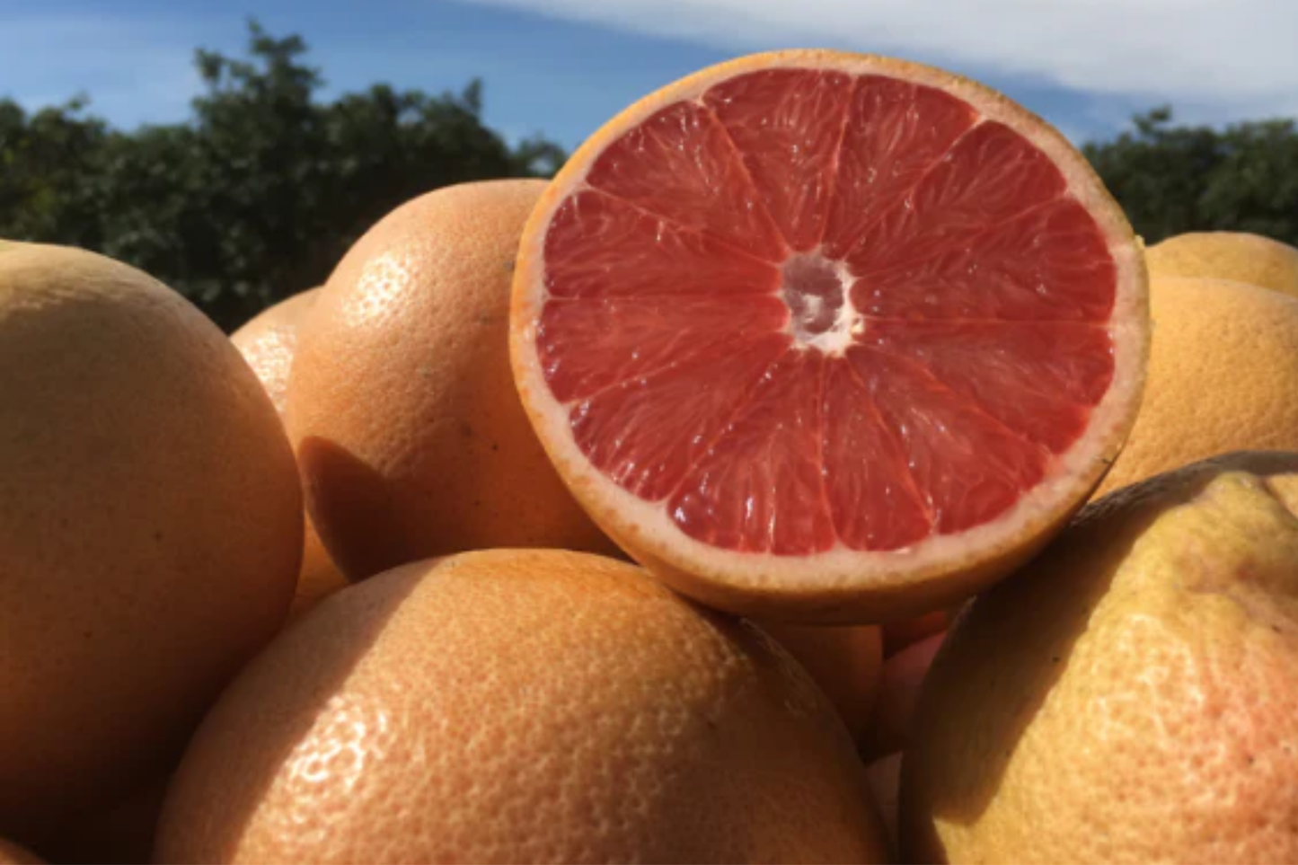 5+ Star Ruby Grapefruit Seeds - Juicy, Deep Red, Sweet-Tart Citrus Tree
