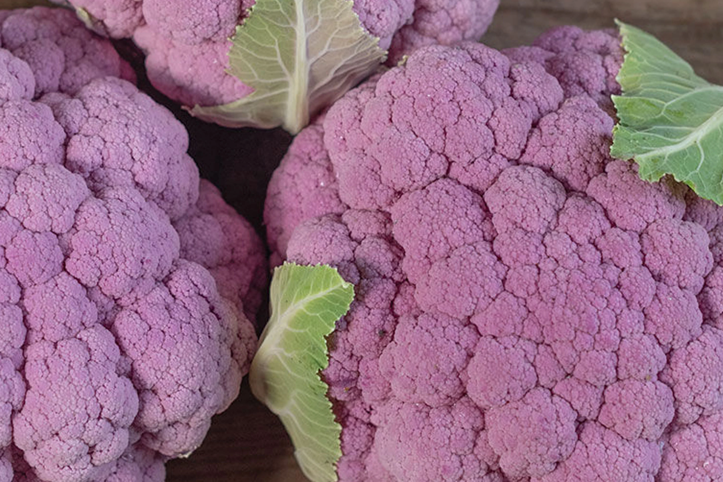 1g Cauliflower Self-Blanching Seeds | Brassica oleracea | Easy-Grow, Mild Flavor Vegetable