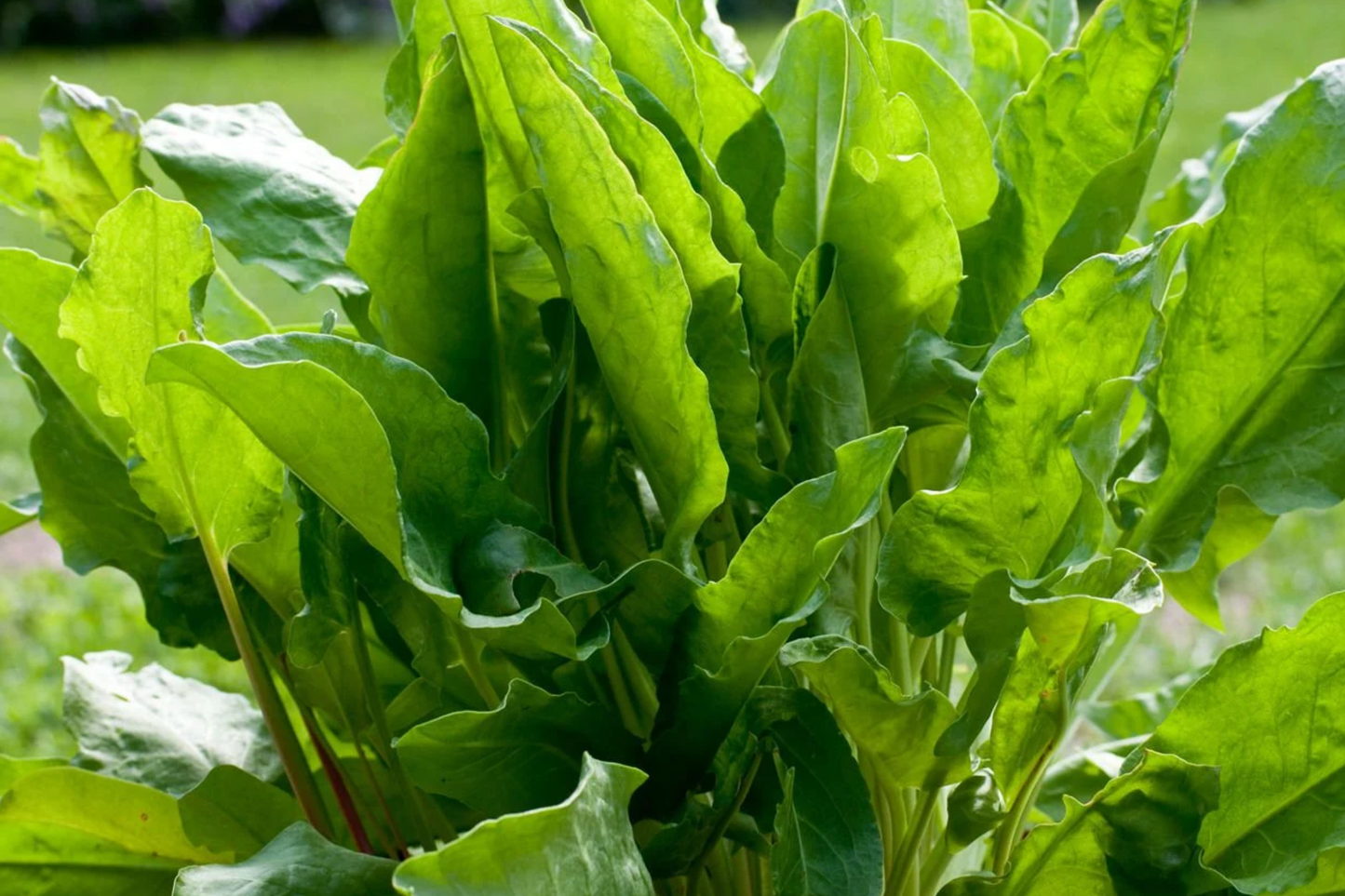 250mg Large Leaf Sorrel Seeds | Rumex acetosa | Tangy, Perennial Herb for Salads & Culinary Use