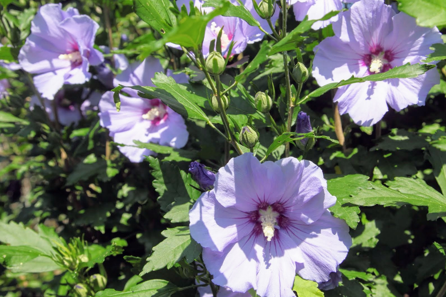 2 Bare Root Live Plants 10"-18" Shrubs with Foliage Rose of Sharon, Hibiscus syriacus