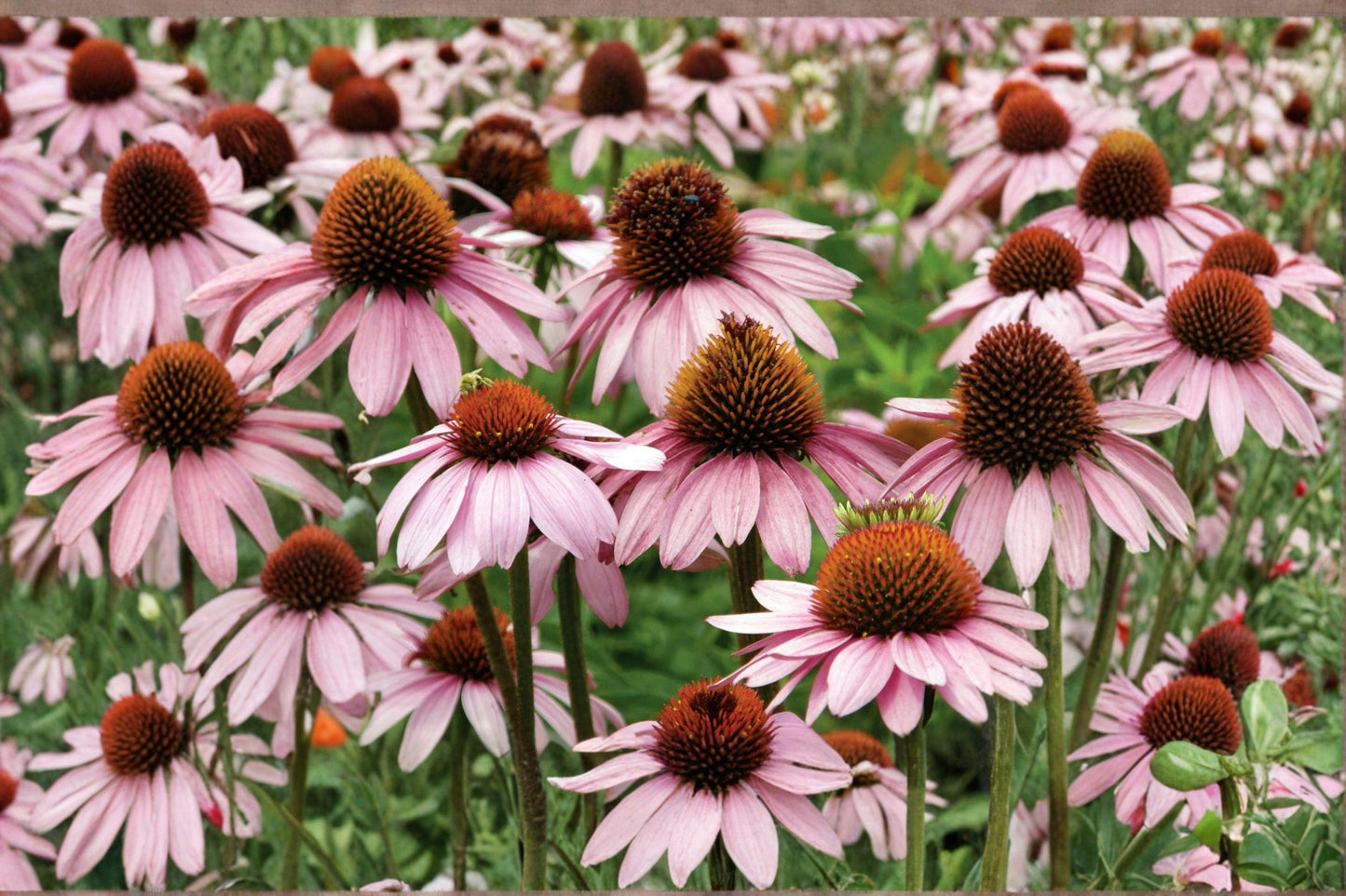 100 Seeds Echinacea purpurea — Purple Coneflower, Perennial Wildflower for Pollinator & Native Gardens