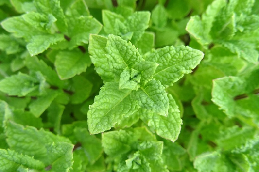 1000 Seeds Peppermint (Mentha x piperita) - Aromatic Herb for Tea, Culinary