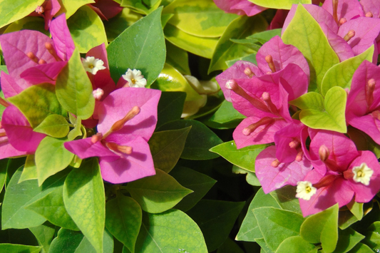 Bougainvillea "˜Fuchsia Pink’ | 7 Live 6" Unrooted Cuttings | Fast-Growing, Drought-Tolerant, Vibrant Blooms, Climbing Vine, Easy-Care
