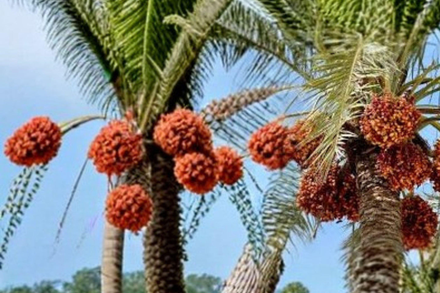 5 Pygmy Date Palm Seeds – Phoenix Roebelenii, Tropical Dwarf Tree