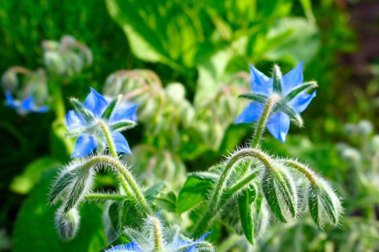 1g Borage Herb Seeds | Borago officinalis | Edible Flowers & Pollinator-Friendly Herb for Gardens