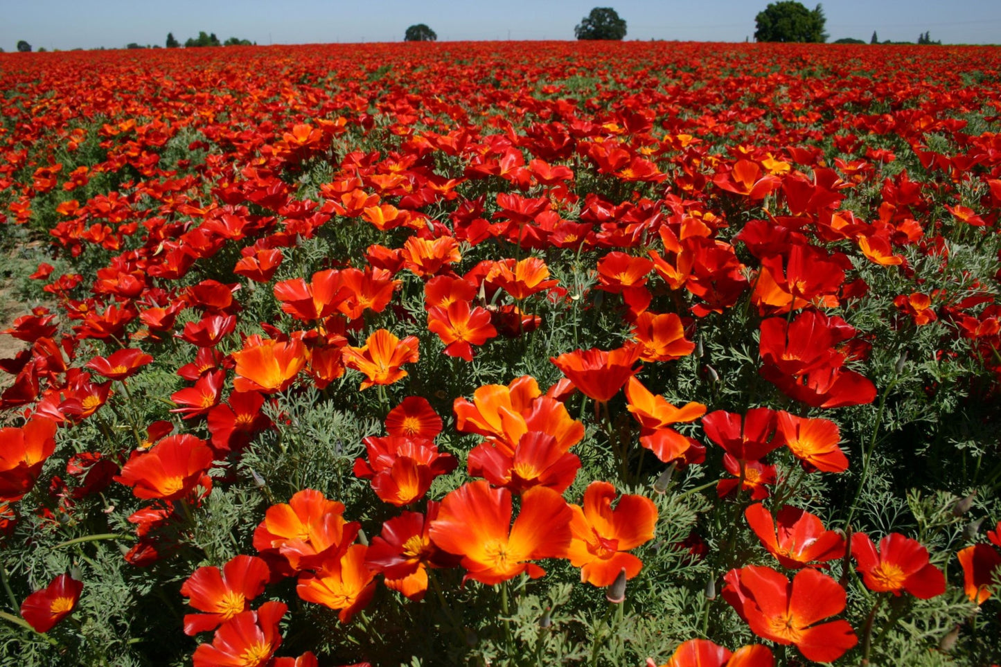 Red Chief California Poppy Seeds | Vibrant Red-Orange Blooms | Drought Tolerant | Attracts Pollinators | 65 Days |