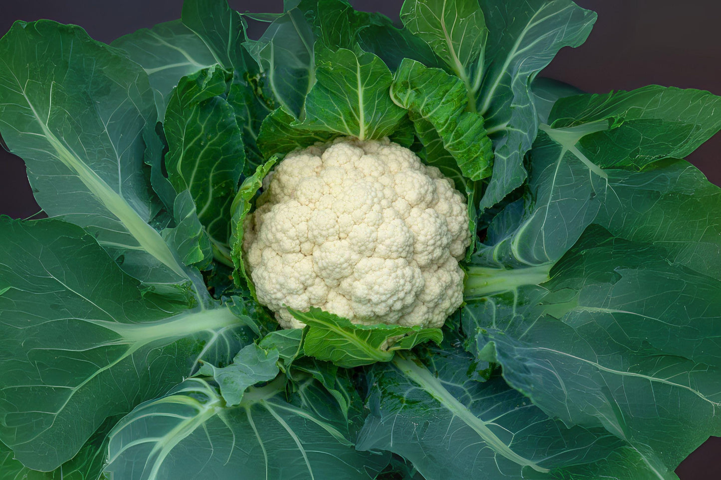 Snowball Y Improved Cauliflower Seeds: Early Heirloom Variety - 100 Seeds