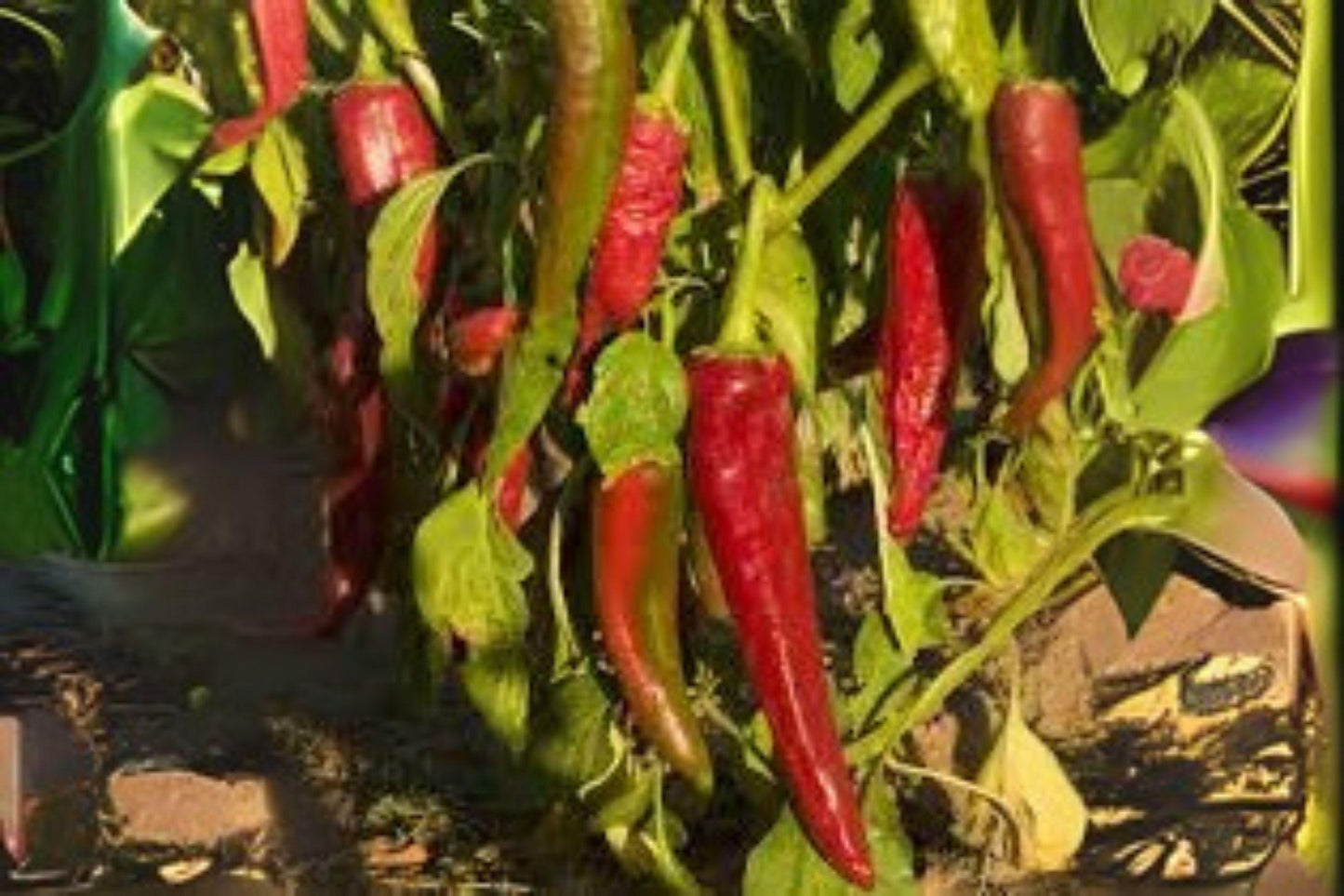Ms. Junie Hot Pepper Seeds: Spicy Non-GMO Chili (250 mg)