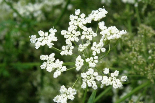 250mg Anise Herb Seeds | Pimpinella anisum | Culinary & Medicinal Herb for Flavorful Teas and Baked Goods