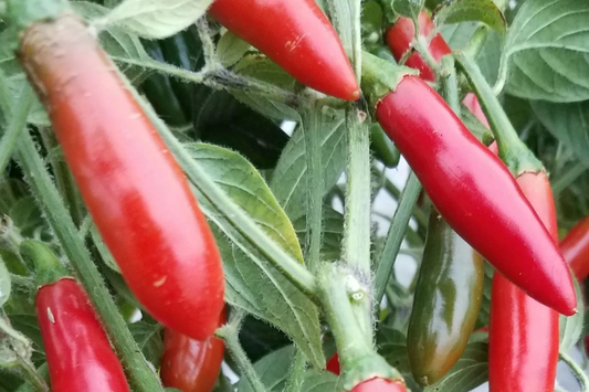 250mg Serrano Tampiqueno Hot Pepper Seeds | Capsicum annuum Spicy & Flavorful | Perfect for Salsas and Cooking