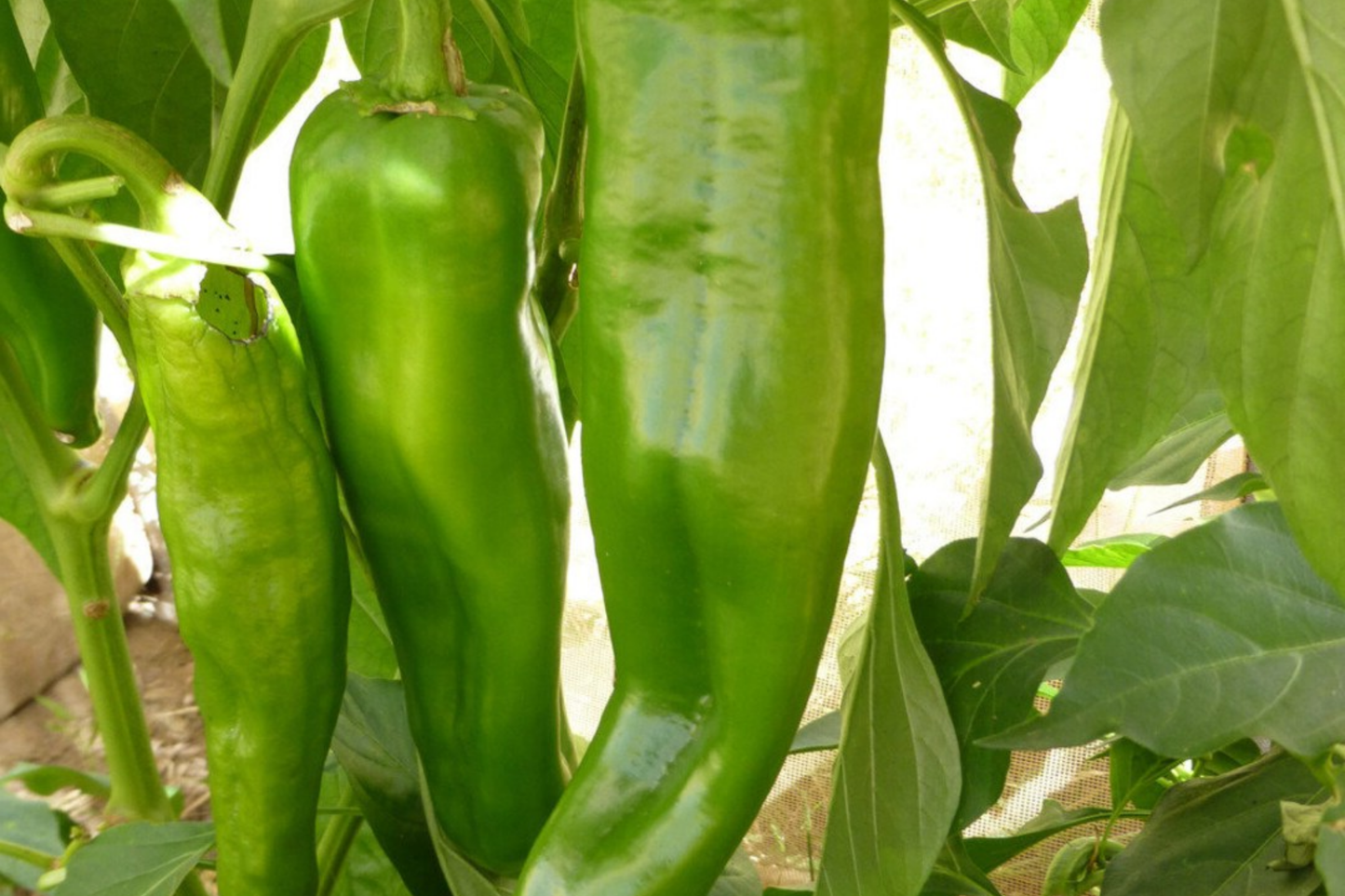 250mg Ancho Poblano Hot Pepper Seeds | Capsicum annuum Mild Chili | Smoky Flavor for Salsas & Stuffing