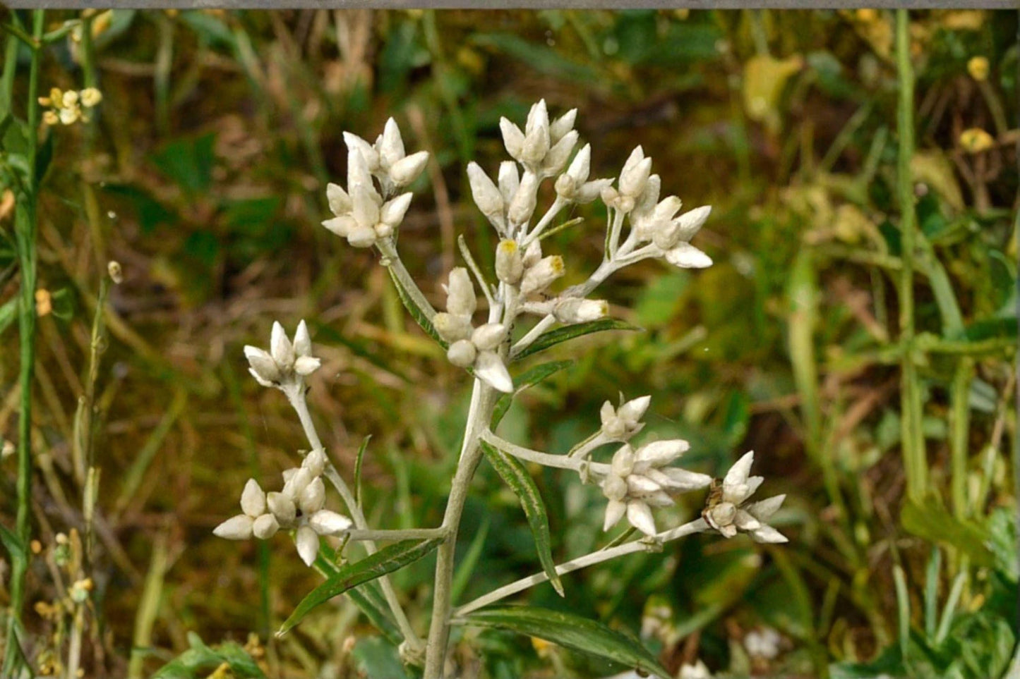 500 Sweet Everlasting Seeds – Pseudognaphalium obtusifolium – Native Wildflower – Pollinator Plant – Prairie Annual