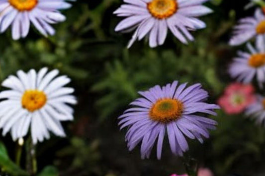 100 Seeds for Planting Symphyotrichum oblongifolium – Aromatic Aster, Native Purple Wildflower, Pollinator Perennial