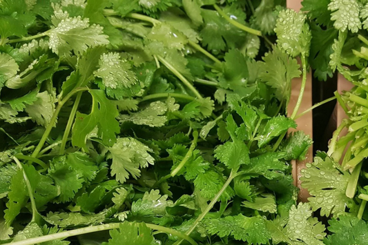 1000pcs Cilantro Seeds for Planting - Heirloom Coriander - Non-GMO Culinary Herb