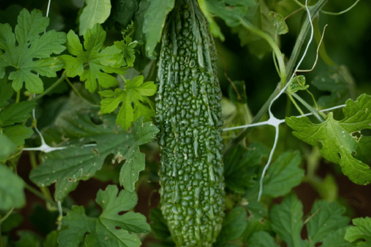 5 Seeds Bitter Melon Dark Jade Hybrid Momordica charantia | Bitter Gourd, High Yield, Heirloom, Non-GMO, Asian Cuisine, Easy to Grow