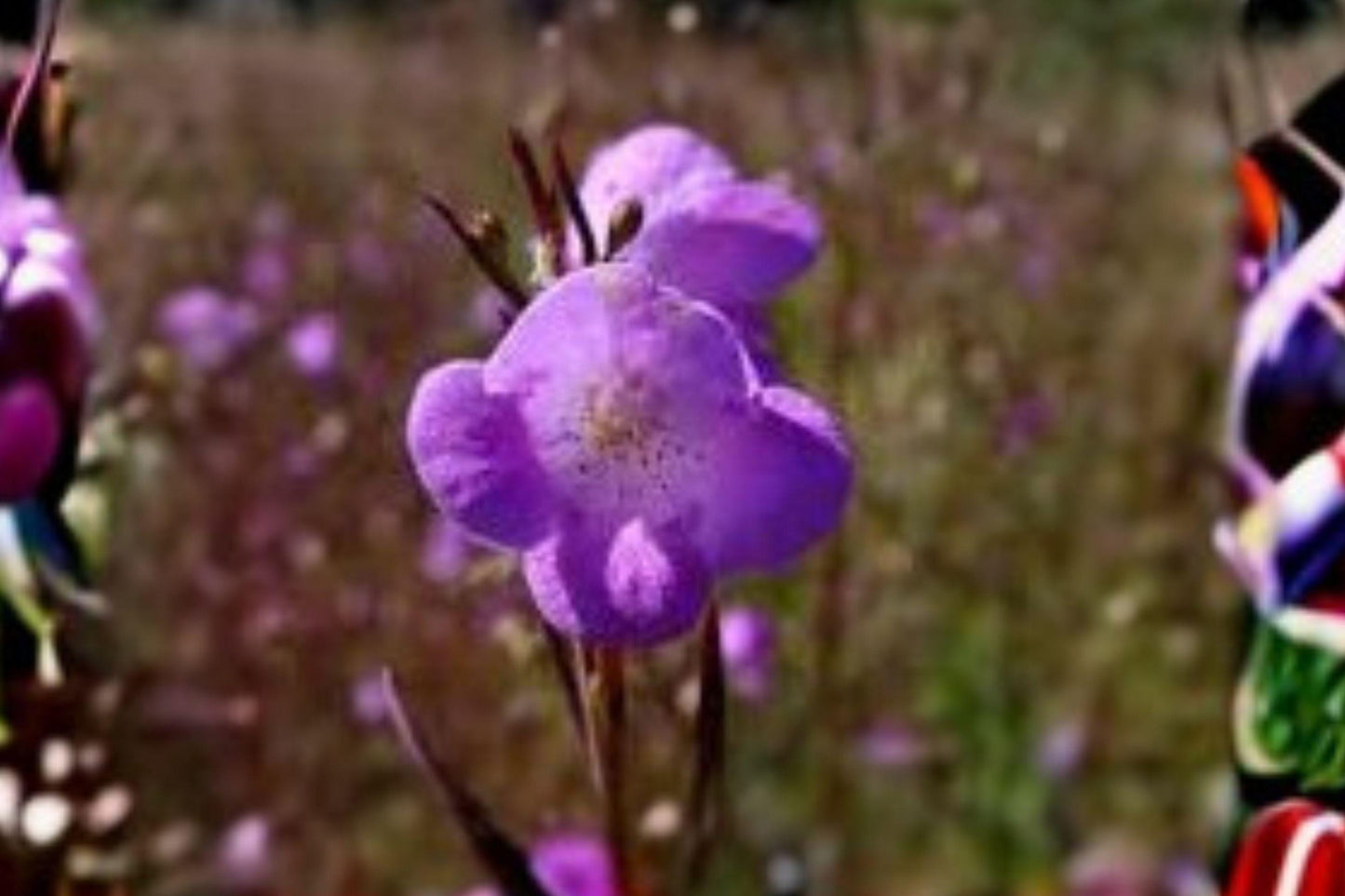 250 Seeds Agalinis tenuifolia – Slender False Foxglove, Pink Native Wildflower for Meadows & Pollinator Gardens