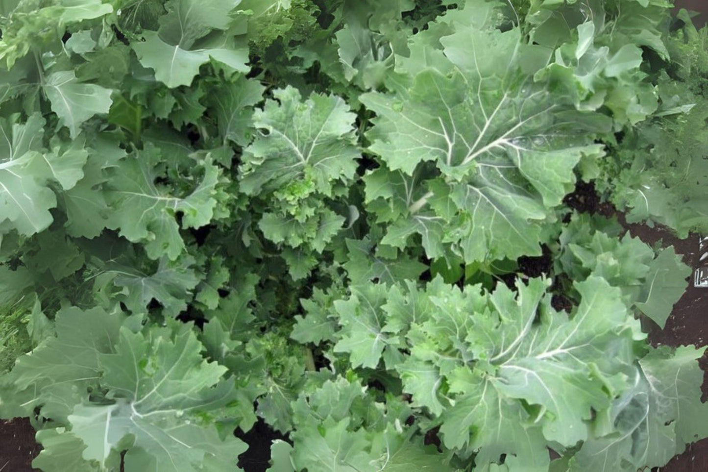 250 Dwarf Siberian Kale Seeds: Cold-Hardy Heirloom Greens