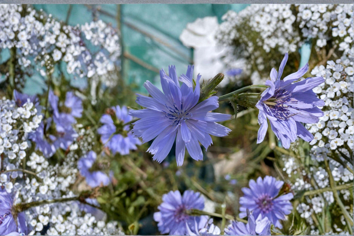 100 Blue Chicory Seeds – Cichorium intybus – Edible Herb – Pollinator Plant – Forage Flower