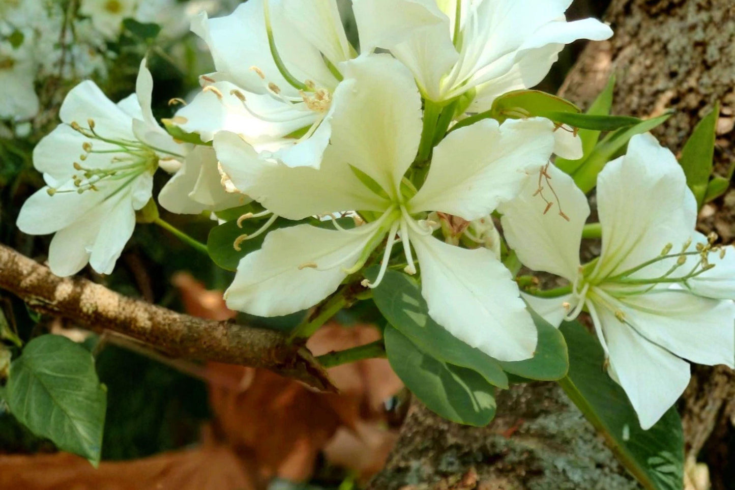 Bauhinia Alba Seeds: 10 White Orchid Tree Seeds, Tropical Garden Plant