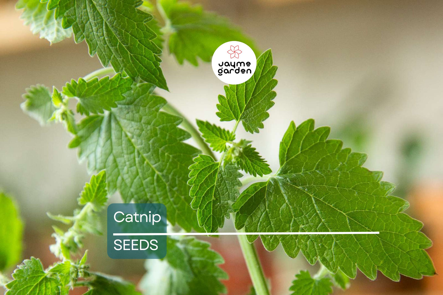 Catnip Seeds | 2,000 Heirloom Seeds | Non-GMO | Attracts Cats & Bees | Zones 3-9 | Free Shipping | Culinary & Tea Use