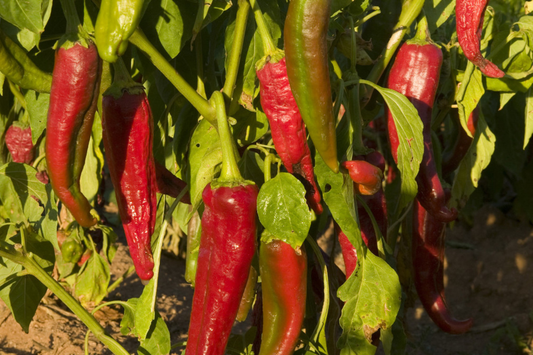 250mg Ms. Junie Hot Pepper Seeds Capsicum annuum | Medium Heat, Unique Flavor, Vibrant Red Peppers, Easy to Grow Chili Variety