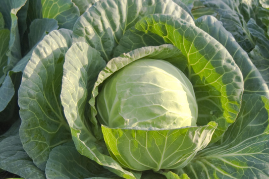 1g Cabbage Danish Ballhead Seeds Brassica oleracea | Heirloom, Compact, Cold-Hardy, Perfect for Storage & Fresh Use