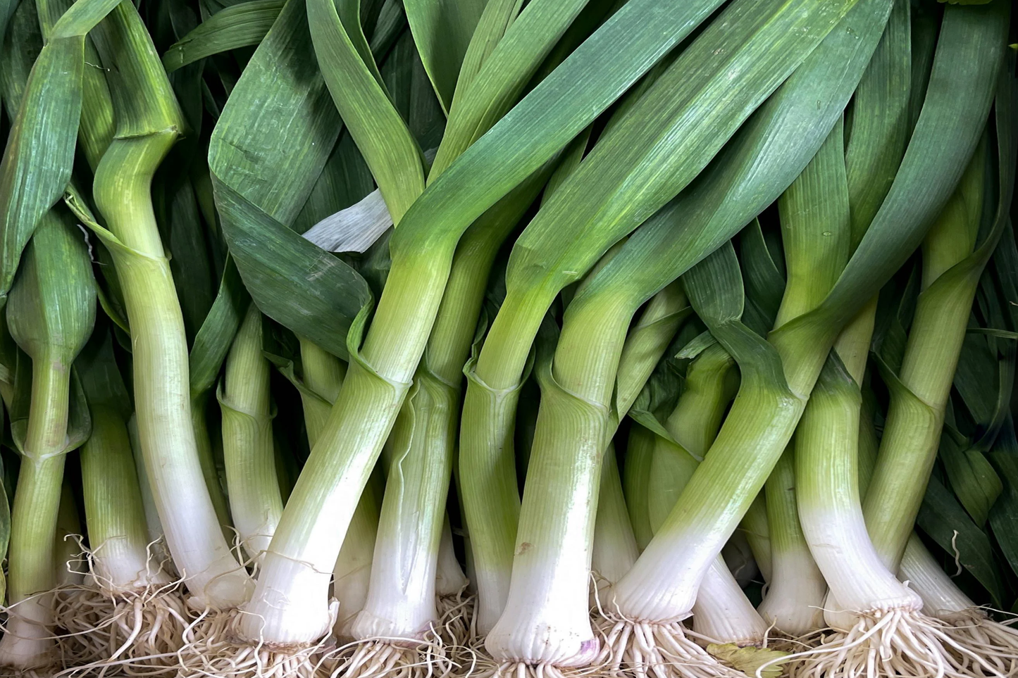 250mg Onion White Lisbon Bunching Seeds Allium cepa | Fresh Green Scallions, Heirloom Non-GMO, Fast-Growing Variety